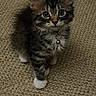kitten, cat, tabby, pet, animal, fur, whiskers, collar, bell, carpet, indoor, cute, small, curious, young, feline, paws, ears, mammal, looking_up