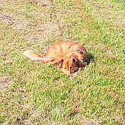 Mochi is registered to the contest to win money with this photo: dog, grass, outdoor, pet, animal, lying_down, canine, nature, field, fur, golden, sunlight, resting, mammal, domestic_animal, summer, relaxing, quiet, daytime, greenery