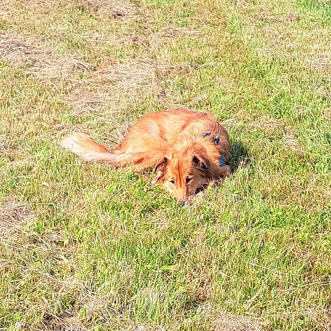 Mochi is registered to the contest to win money with this photo: animal, canine, daytime, dog, domestic_animal, field, fur, golden, grass, greenery, lying_down, mammal, nature, outdoor, pet, quiet, relaxing, resting, summer, sunlight