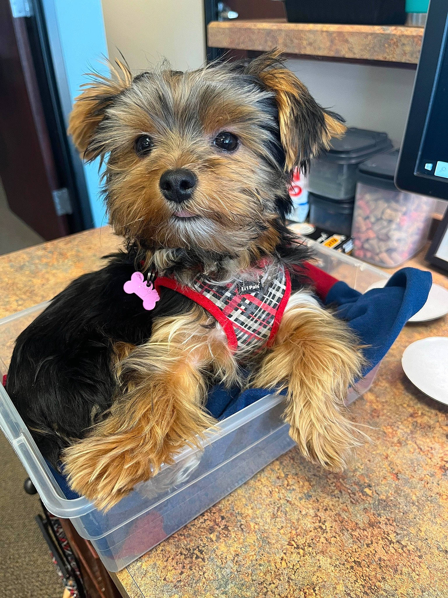 Amelia is registered to the contest to win money with this photo: canidae, carnivore, collar, companion_dog, dog, dog_breed, dog_supply, event, fur, houseplant, pet_supply, picture_frame, small_terrier, snout, sporting_group, television, terrier, toy_dog, working_animal, working_terrier