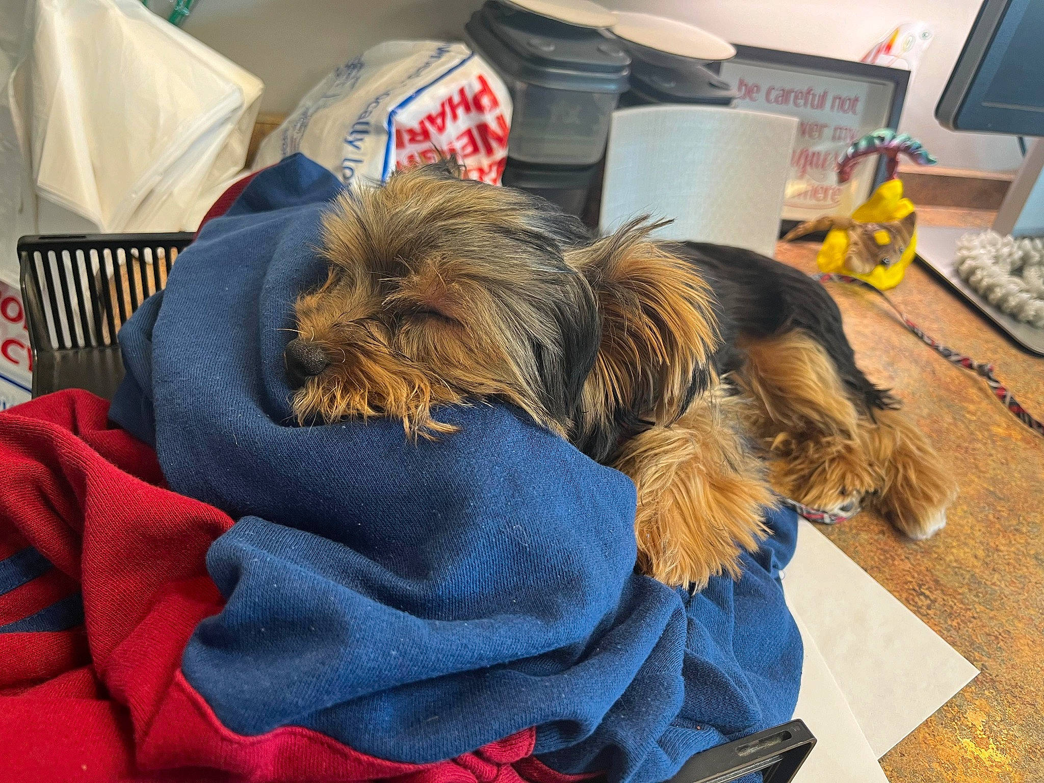 Amelia is registered to the contest to win money with this photo: canidae, carnivore, comfort, companion_dog, computer_monitor, dog, dog_breed, dog_supply, flooring, fur, home_appliance, linens, liver, nap, small_terrier, sporting_group, television, terrier, toy_dog, working_animal