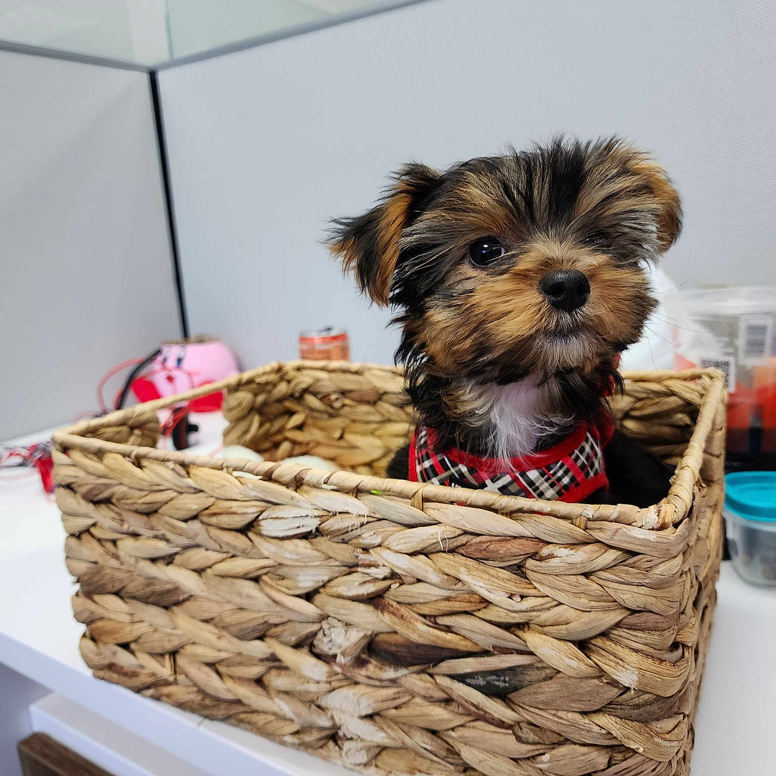 Amelia is registered to the contest to win money with this photo: basket, canidae, carnivore, companion_dog, dog, dog_breed, dog_supply, event, ingredient, liver, pet_supply, small_terrier, snout, sporting_group, storage_basket, table, tableware, toy_dog, wood, working_animal