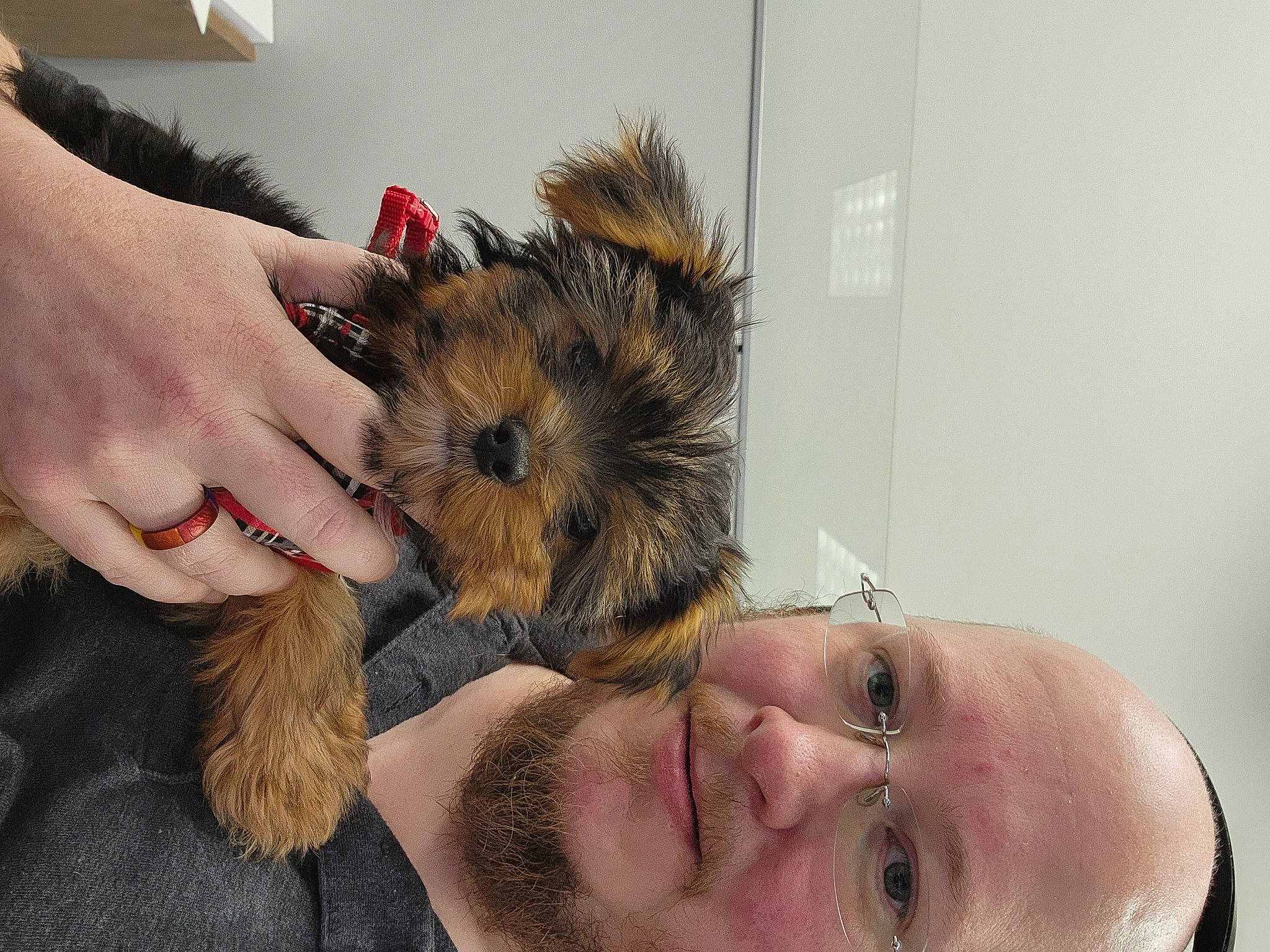 Amelia is registered to the contest to win money with this photo: beard, canidae, carnivore, companion_dog, dog_breed, ear, eyelash, facial_hair, fawn, fur, gesture, happy, selfie, skin, small_terrier, smile, snout, sunglasses, whiskers, wrinkle