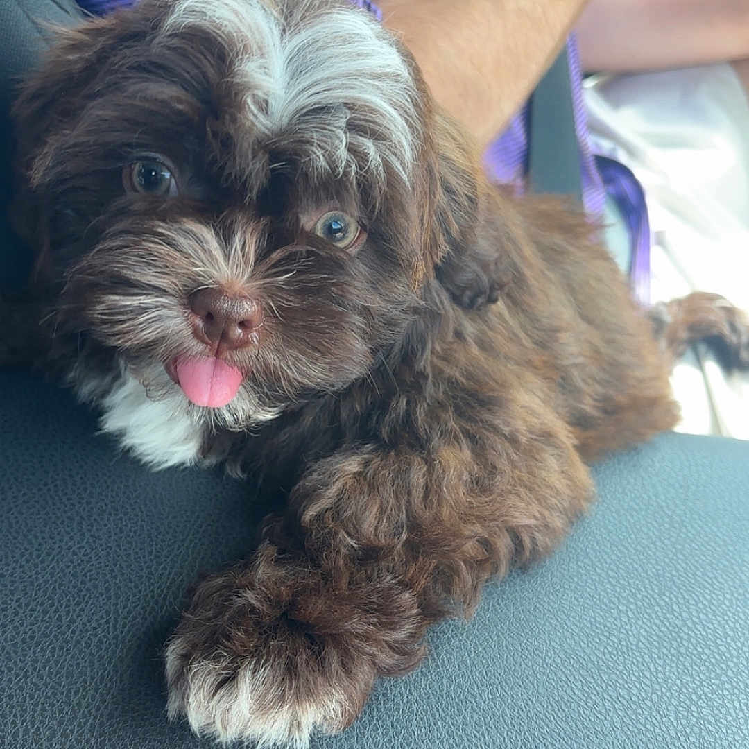 Maverick