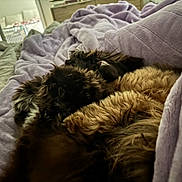Maverick is registered to the contest to win money with this photo: dog, blanket, bed, fur, purple, cozy, indoor, sleeping, comfort, furniture, soft, relaxation, pet, animal, rest, home, warm, cuddle, furry, nap
