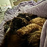 dog, blanket, bed, fur, purple, cozy, indoor, sleeping, comfort, furniture, soft, relaxation, pet, animal, rest, home, warm, cuddle, furry, nap
