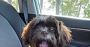 Maverick joined the competition — help win amazing prizes! dog, brown, white, car, passenger_seat, seatbelt, window, sunlight, sunglasses, pet, fur, collar, happy, excited, interior, vehicle, nature, trees, daylight, portrait