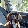 dog, brown, white, car, passenger_seat, seatbelt, window, sunlight, sunglasses, pet, fur, collar, happy, excited, interior, vehicle, nature, trees, daylight, portrait