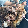 Maverick is registered to the contest to win money with this photo: dog, pet, car, vehicle_interior, seat, carrier, happy, tongue_out, furry, brown_dog, small_dog, person_arm, watch, steering_wheel, dashboard, window, daylight, closeup, companion, travel