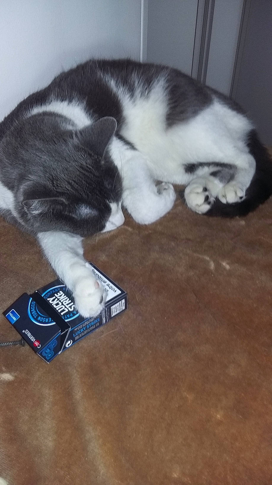 Brooklyne a rejoint le concours — aidez-le/la à gagner de superbes lots ! canidae, carnivore, cat, claw, cloud, comfort, companion_dog, dog_breed, domestic_short_haired_cat, felidae, flooring, fur, hardwood, nap, paw, small_to_medium_sized_cats, tail, vertebrate, whiskers, wood