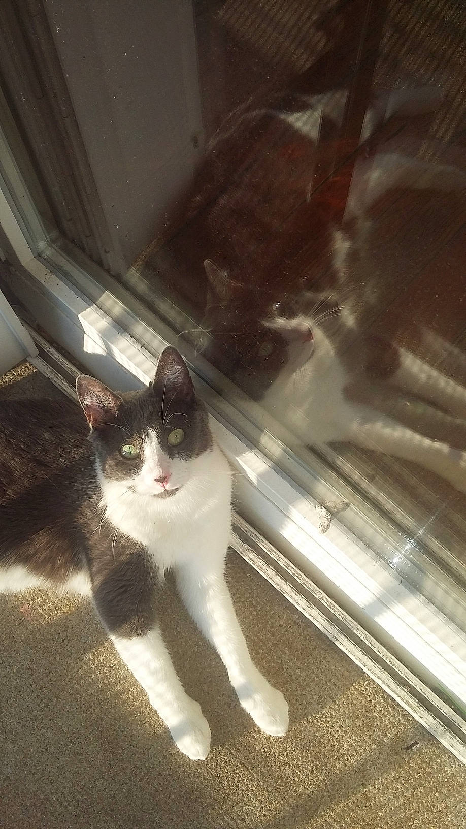 Brooklyne a rejoint le concours — aidez-le/la à gagner de superbes lots ! automotive_lighting, carnivore, cat, domestic_short_haired_cat, felidae, flooring, fur, human_leg, leg, metal, monochrome_photography, paw, sitting, small_to_medium_sized_cats, snout, square, tail, tints_and_shades, whiskers, wood