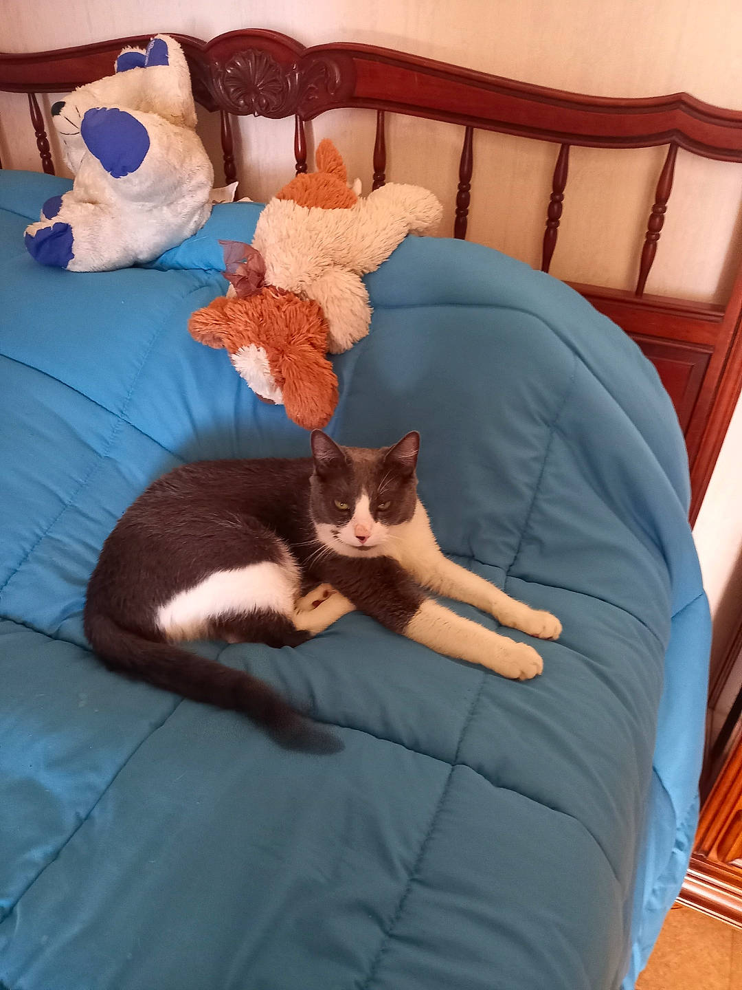 Brooklyne participe au concours pour gagner de l'argent avec cette photo : carnivore, cat, cat_bed, cat_supply, chair, comfort, couch, fawn, felidae, furniture, hardwood, linens, mammal, pillow, room, small_to_medium_sized_cats, tail, vertebrate, whiskers, wood