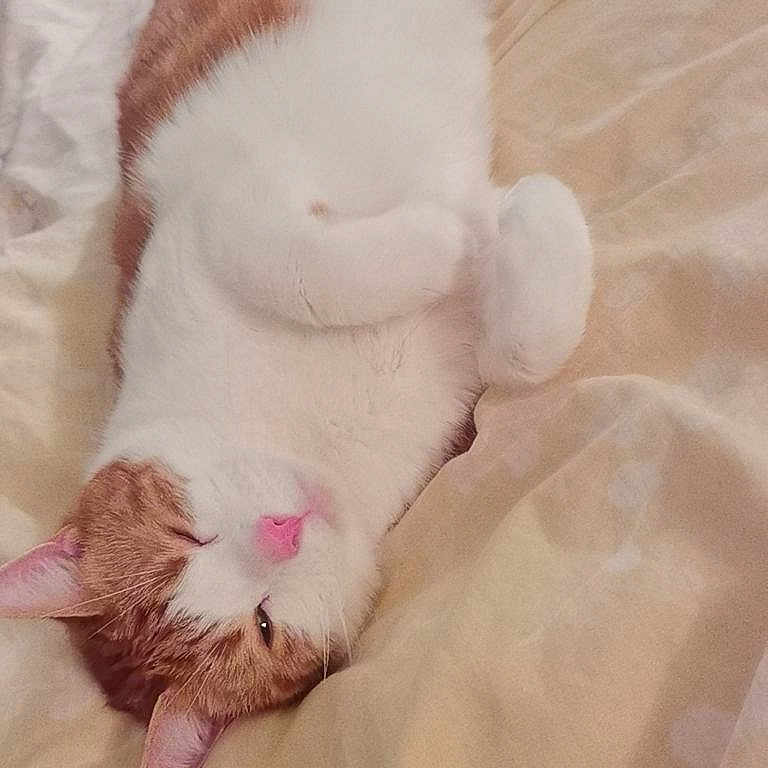 Arnold is registered to the contest to win money with this photo: animal, bed, bedroom, blanket, cat, cushion, face, furniture, head, homedecor, indoors, kitten, manx, person, pet, photography, portrait, quilt, room, sleeping