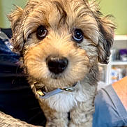 Blu is registered to the contest to win money with this photo: puppy, dog, cute, fluffy, close_up, indoor, pet, collar, curly_fur, brown, white, small, wicker, face, eyes, nose, furniture, blurred_background, adorable, portrait