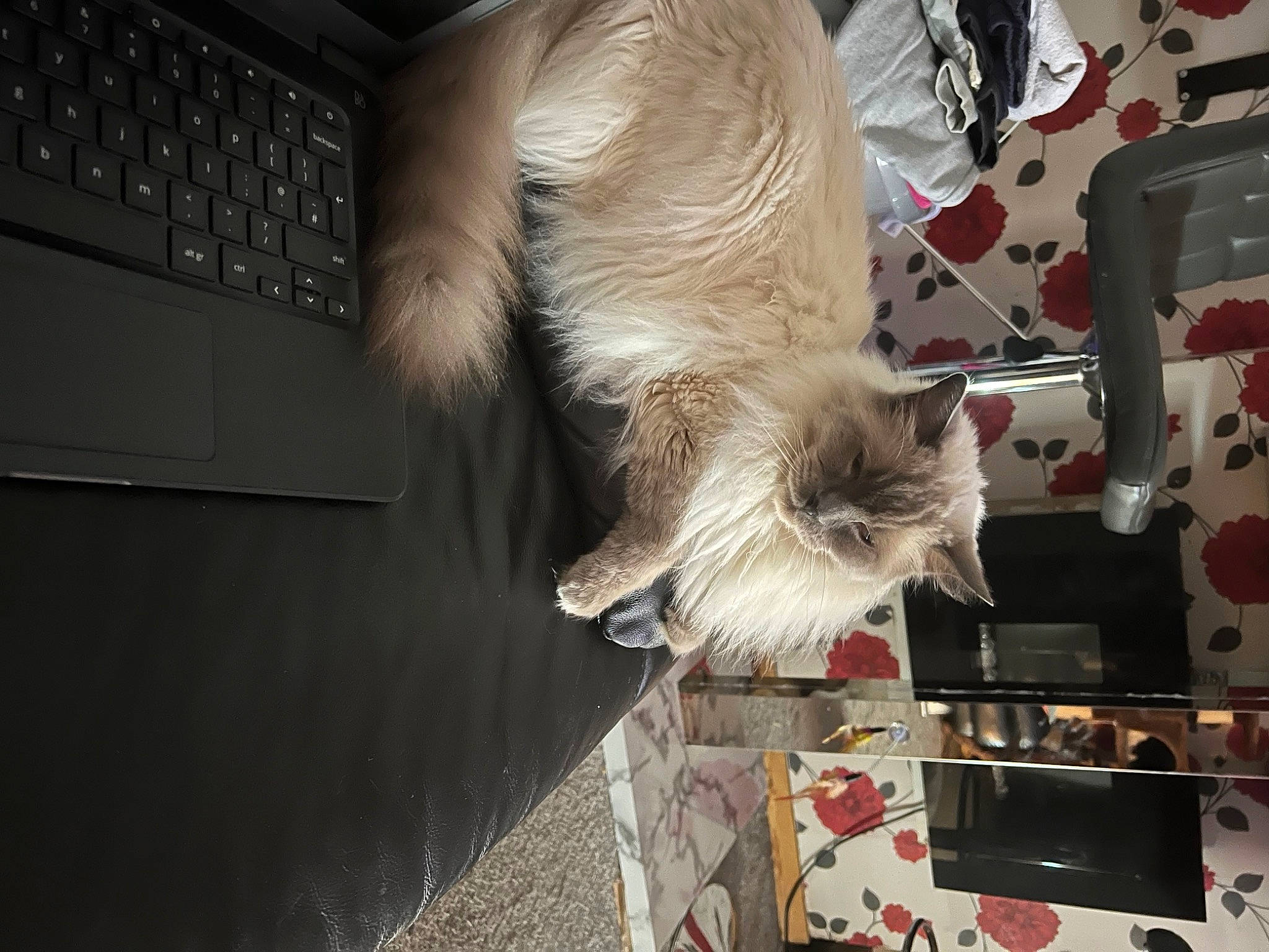 Caleb joined the competition — help win amazing prizes! canidae, carnivore, claw, companion_dog, computer, computer_keyboard, dog_breed, fawn, felidae, fur, input_device, laptop, paw, peripheral, small_to_medium_sized_cats, sporting_group, tail, toy_dog, whiskers, wood