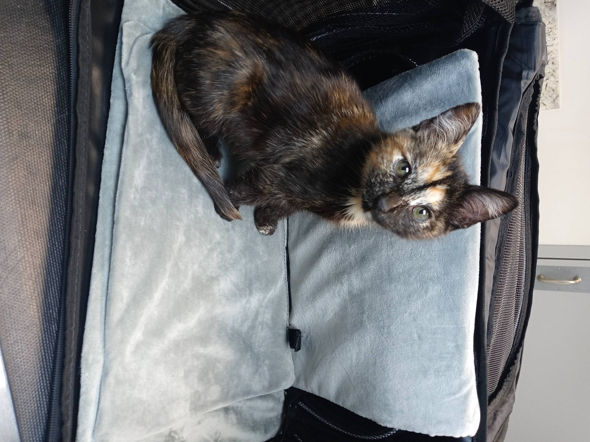 Demon is registered to the contest to win money with this photo: bag, canidae, carnivore, cat, claw, comfort, dog_breed, domestic_short_haired_cat, felidae, fur, grey, small_to_medium_sized_cats, snout, sporting_group, tail, whiskers