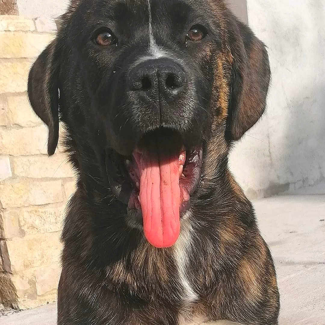 Samba