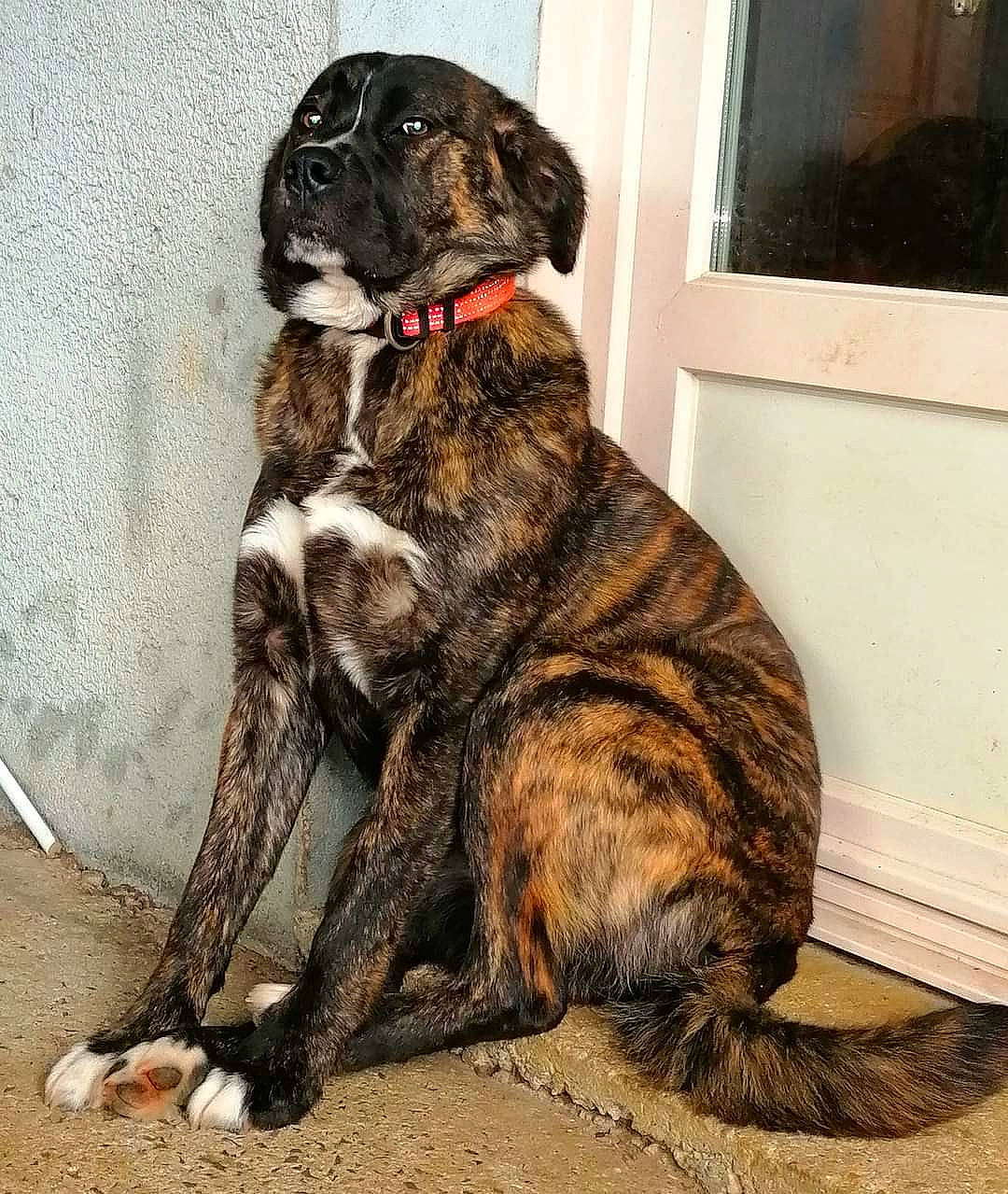 Samba a rejoint le concours — aidez-le/la à gagner de superbes lots ! art, canidae, carnivore, collar, companion_dog, dog, dog_breed, dog_collar, fawn, fur, guard_dog, liver, picture_frame, snout, sporting_group, tail, terrestrial_animal, whiskers, window, working_animal