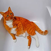 Arthur participe au concours pour gagner de l'argent avec cette photo : animal, bathtub, cat, curious, cute, domestic_animal, feline, green_eyes, indoor, looking_up, mammal, orange_cat, pet, relaxed, resting, striped, tabby, tail, whiskers, white_paws