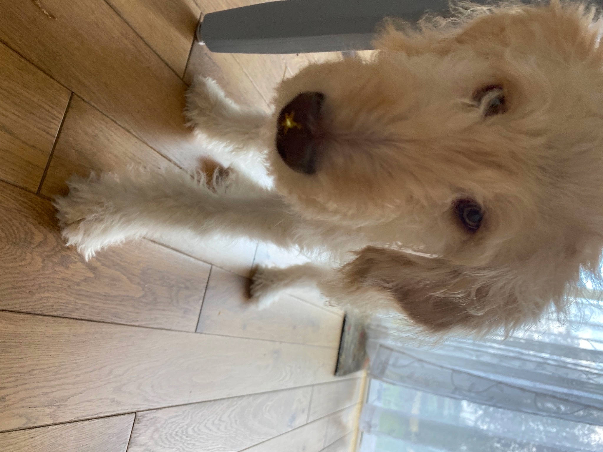 Gus joined the competition — help win amazing prizes! canidae, carnivore, companion_dog, dog, dog_breed, fawn, felidae, flooring, fur, hardwood, small_terrier, small_to_medium_sized_cats, snout, sporting_group, terrier, toy, whiskers, wire_hair_fox_terrier, wood, working_animal