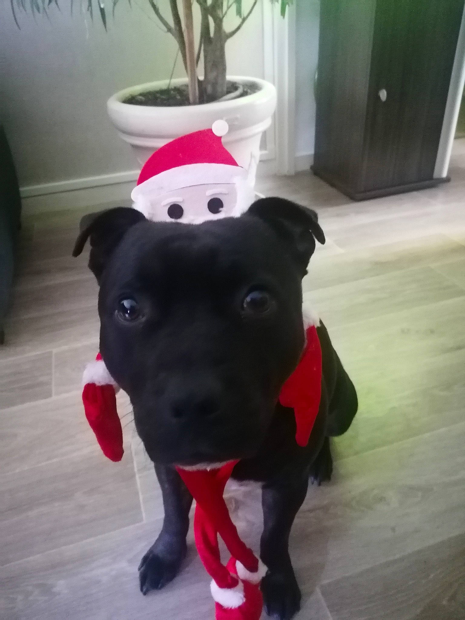 Otis participe au concours pour gagner de l'argent avec cette photo : carnivore, collar, companion_dog, dog, dog_breed, dog_clothes, dog_collar, dog_supply, fawn, floor, flooring, flowerpot, fur, houseplant, personal_protective_equipment, plant, snout, tail, whiskers, working_animal