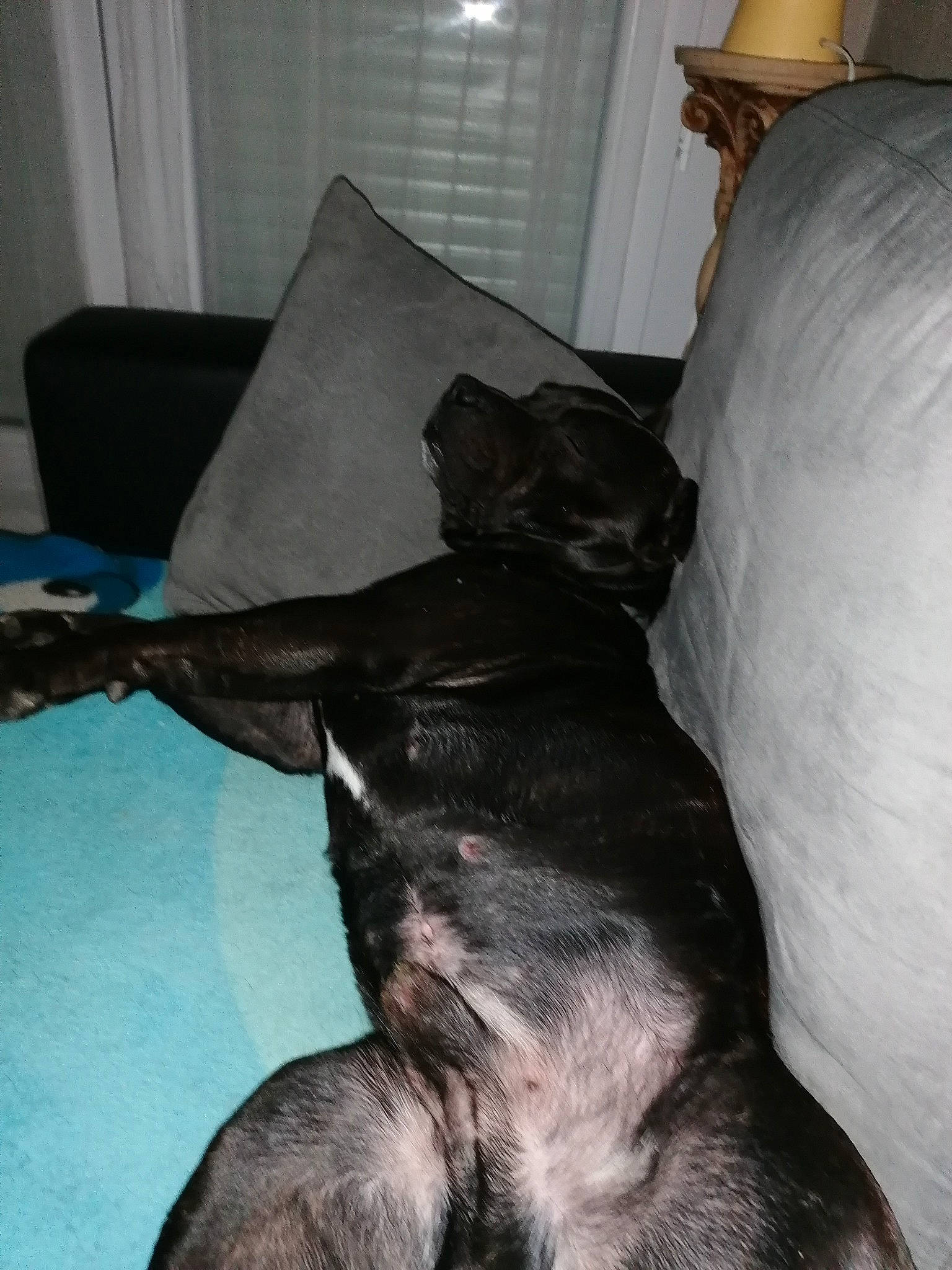 Otis a rejoint le concours — aidez-le/la à gagner de superbes lots ! canidae, carnivore, comfort, companion_dog, couch, curtain, dog, dog_breed, fur, guard_dog, lamp, non_sporting_group, room, sporting_group, tail, whiskers, working_animal