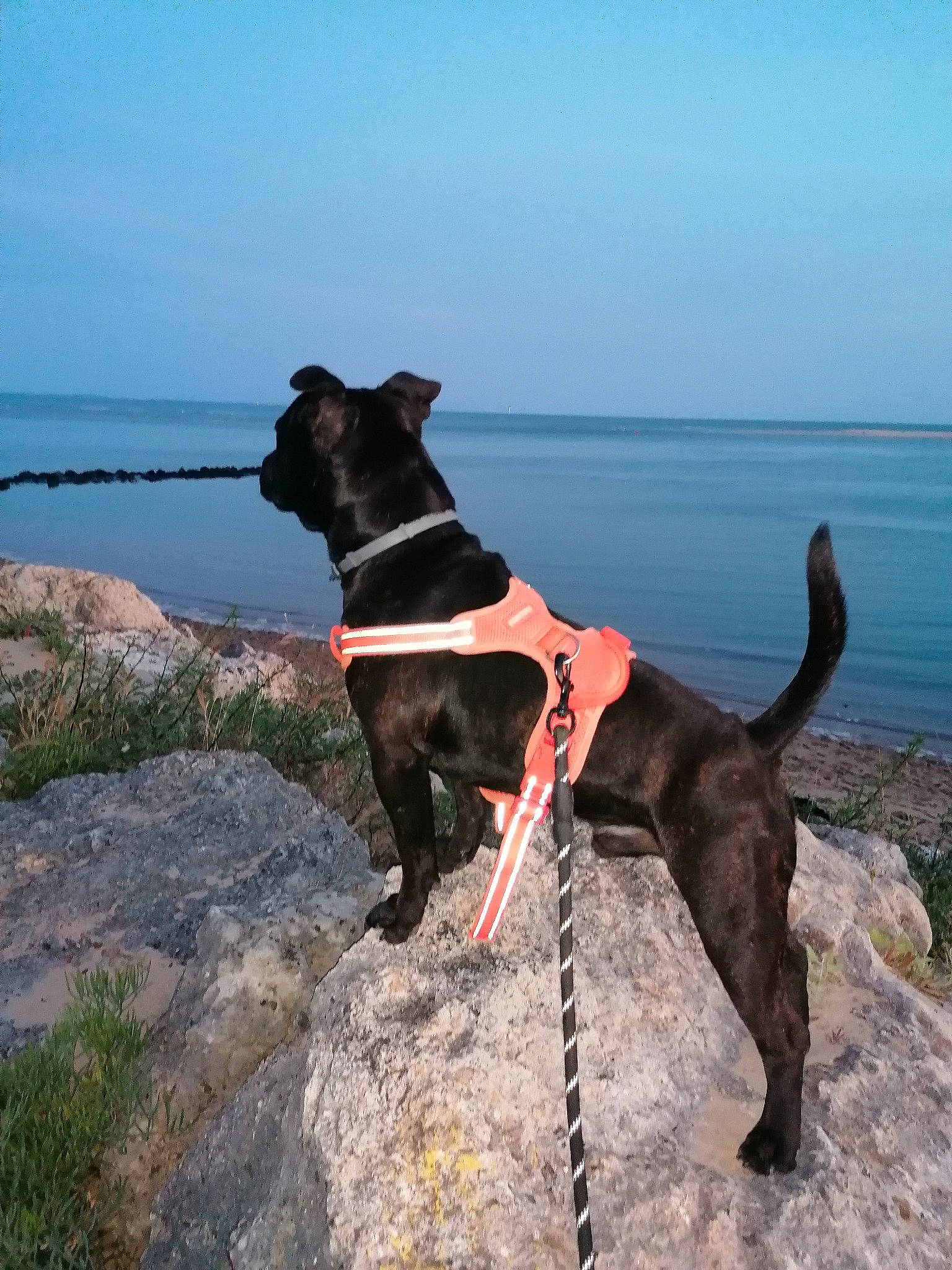 Otis participe au concours pour gagner de l'argent avec cette photo : adventure, canidae, carnivore, collar, dog, dog_breed, dog_collar, dog_supply, fawn, lake, leash, liver, pet_supply, plant, sky, sporting_group, tail, vertebrate, water, working_animal