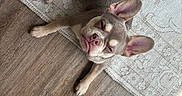 Oso joined the competition — help win amazing prizes!