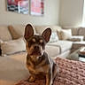 dog, puppy, french_bulldog, indoor, living_room, blanket, couch, knitted, pet, cute, sitting, face, ears, fur, animal, young, cozy, home, furniture, portrait