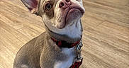 Oso joined the competition — help win amazing prizes! dog, puppy, indoor, wooden_floor, leash, collar, pet, cute, ears, looking_up, animal, young_dog, sitting, brown_coat, white_paws, flooring, house, domestic_animal, adorable, pet_accessory
