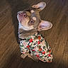 Oso joined the competition — help win amazing prizes! dog, puppy, clothing, shirt, floral_pattern, hawaiian_shirt, indoor, wooden_floor, pet, cute, looking_up, ears_up, brown_fur, adorable, animal, portrait, young_dog, small_dog, domestic_dog, fashion