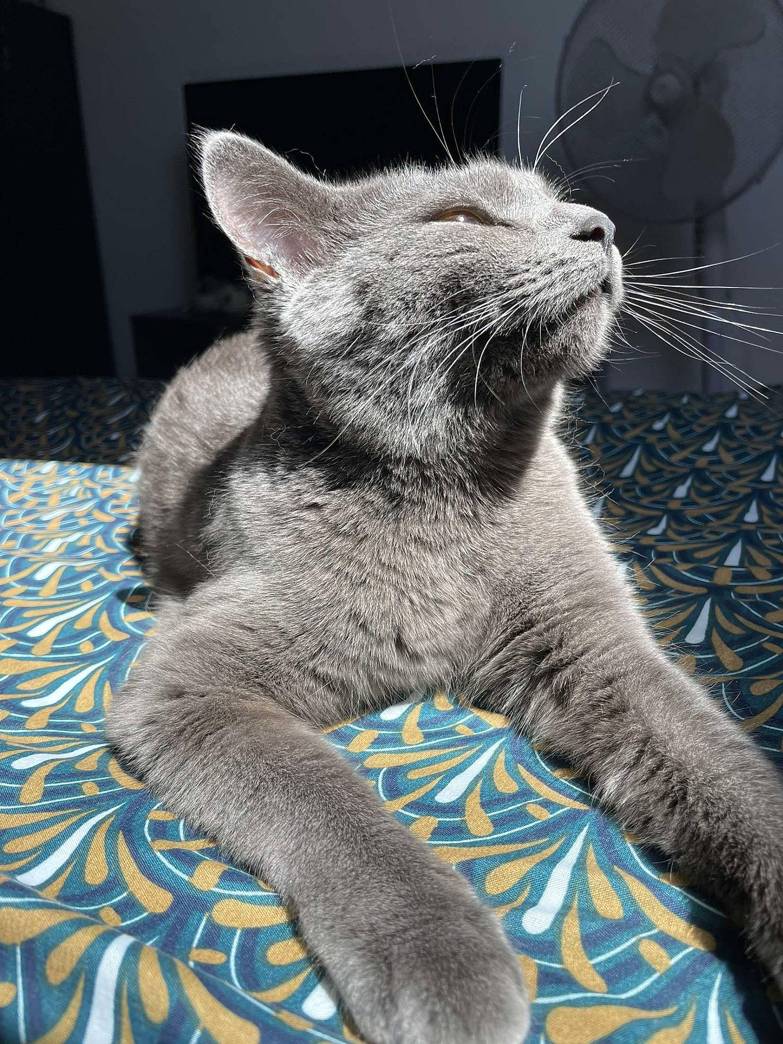 Tango participe au concours pour gagner de l'argent avec cette photo : carnivore, cat, claw, comfort, domestic_short_haired_cat, electric_blue, felidae, fur, grey, nap, paw, photo_caption, russian_blue, sitting, sleep, small_to_medium_sized_cats, snout, tail, terrestrial_animal, whiskers