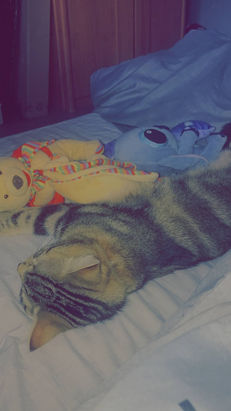 Guerlain participe au concours pour gagner de l'argent avec cette photo : bed_sheet, canidae, carnivore, cat, drawing, felidae, illustration, nap, sleep, tail, textile, whiskers