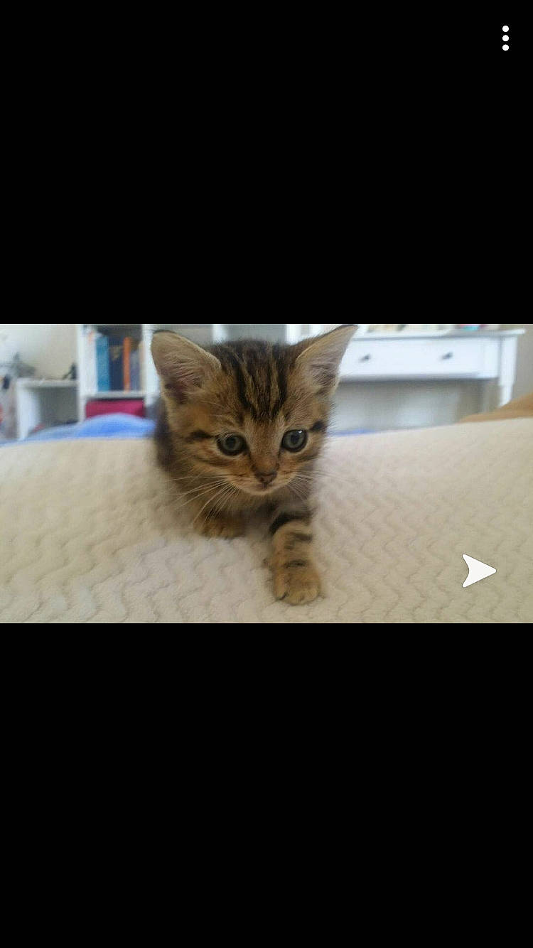 Guerlain a rejoint le concours — aidez-le/la à gagner de superbes lots ! asian, carnivore, cat, domestic_short_haired_cat, dragon_li, european_shorthair, eye, felidae, fur, kitten, mammal, photo_caption, photography, pixie_bob, sky, small_to_medium_sized_cats, snapshot, snout, tabby_cat, whiskers