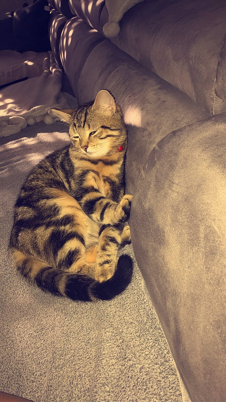 Guerlain participe au concours pour gagner de l'argent avec cette photo : american_shorthair, asian, california_spangled, carnivore, cat, domestic_short_haired_cat, dragon_li, egyptian_mau, european_shorthair, felidae, fur, kitten, ocicat, paw, sleep, small_to_medium_sized_cats, sokoke, tabby_cat, whiskers, wild_cat