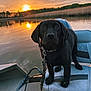 Theo joined the competition — help win amazing prizes! dog, puppy, black_dog, boat, seat, water, sunset, reflection, sky, clouds, nature, outdoor, leash, calm, trees, lake, animal, pet, young_dog, evening