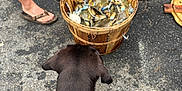 Theo joined the competition — help win amazing prizes! dog, black_dog, basket, crabs, blue_crabs, person, legs, flip_flops, cooler, trash_bin, asphalt, outdoor, summer, seafood, food, animal, pet, curious, container, street