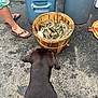dog, black_dog, basket, crabs, blue_crabs, person, legs, flip_flops, cooler, trash_bin, asphalt, outdoor, summer, seafood, food, animal, pet, curious, container, street