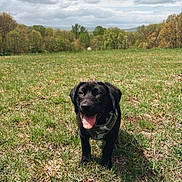 Theo is registered to the contest to win money with this photo: dog, puppy, black_dog, grass, field, outdoor, nature, cloudy_sky, tongue_out, camo_harness, pet, canine, animal, summer, playful, young_dog, happy, walking, greenery, daytime