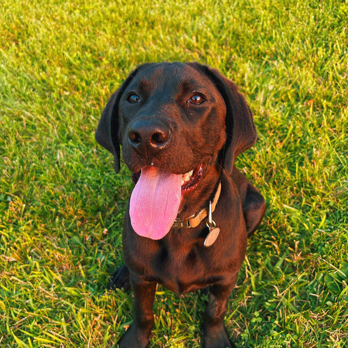 Theo is registered to the contest to win money with this photo: adorable, animal, black_dog, canine, closeup, collar, daytime, dog, friendly, grass, happy, mammal, nature, outdoor, pet, playful, sitting, summer, sunlight, tongue_out