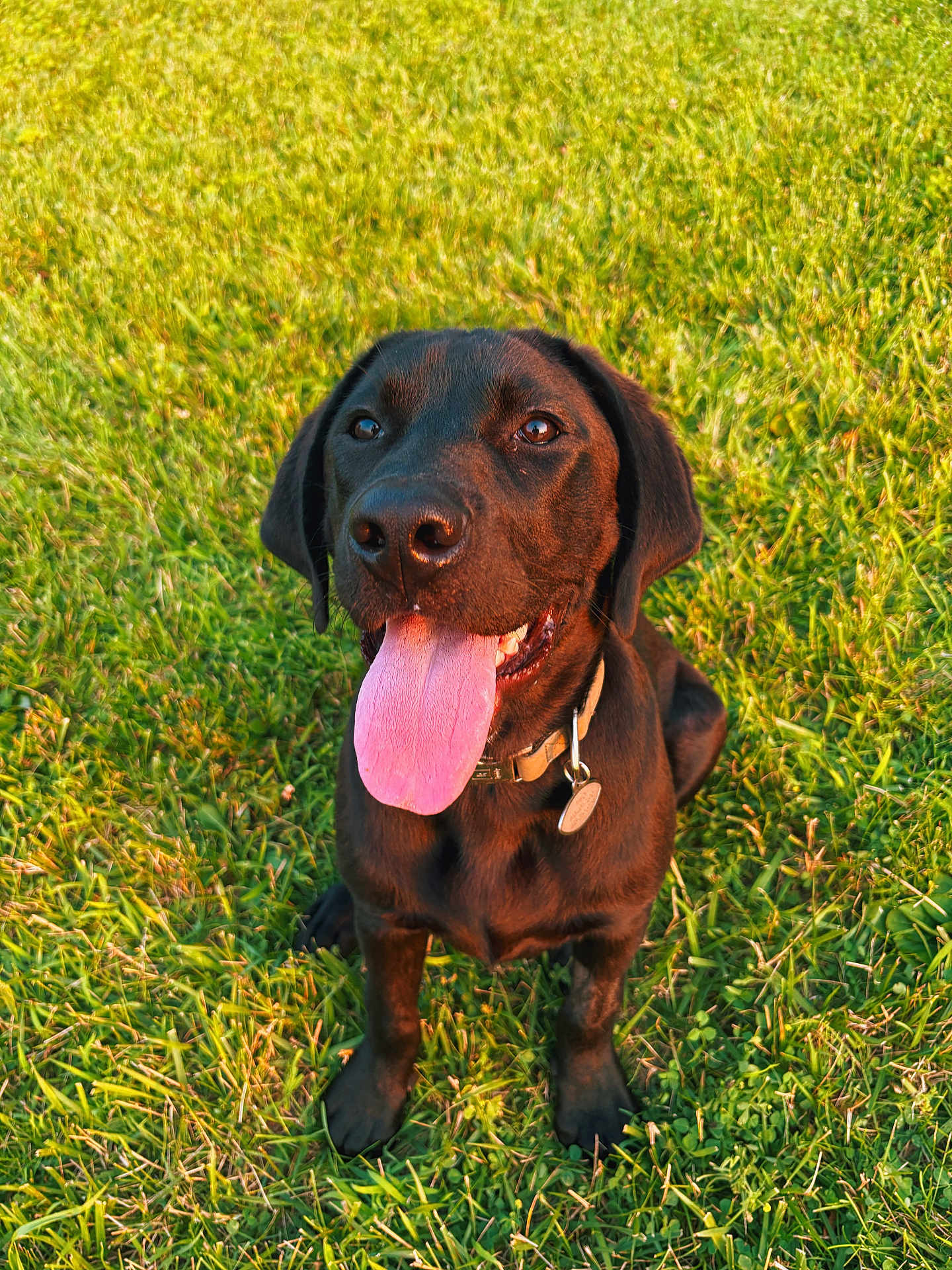Theo is registered to the contest to win money with this photo: dog, black_dog, tongue_out, grass, outdoor, pet, canine, collar, happy, sitting, summer, sunlight, nature, animal, playful, friendly, closeup, daytime, mammal, adorable