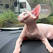 Ezra joined the competition — help win amazing prizes! animal, blue_eyes, camper, car_dashboard, cat, close_up, curious, greenery, hairless_cat, indoor, nature, pet, portrait, reflection, road_trip, skin_texture, sphynx_cat, vehicle, whiskers, window