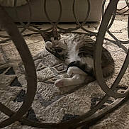 Ruby joined the competition — help win amazing prizes! animal, carpet, cat, circle, cozy, curled, domestic, floor, furniture, home, indoor, metal, pattern, paws, pet, relaxing, resting, rug, tabby, whiskers