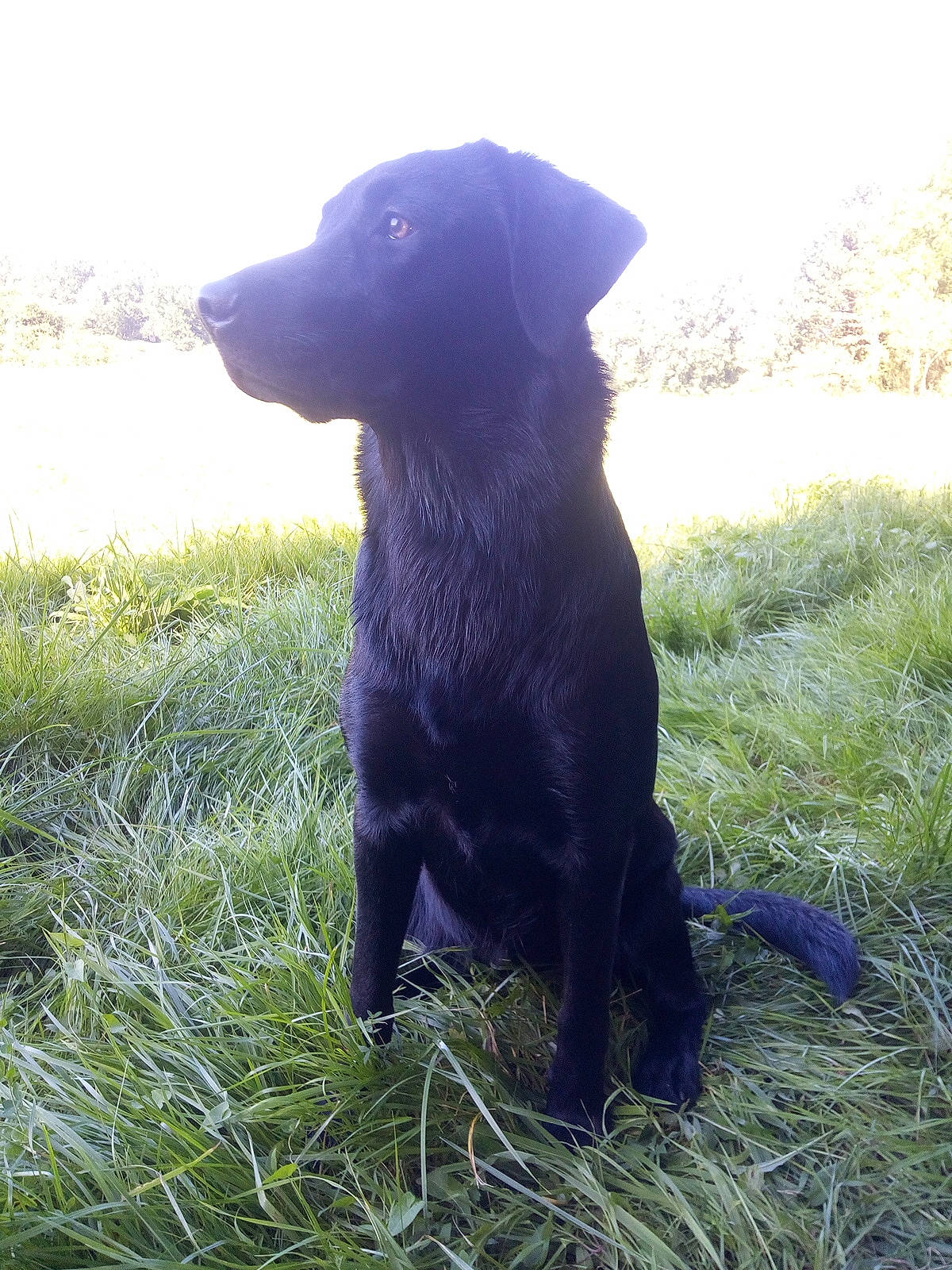 Roxy a rejoint le concours — aidez-le/la à gagner de superbes lots ! borador, canidae, carnivore, curly_coated_retriever, dog, dog_breed, field_trial, flat_coated_retriever, grass, hunting_dog, labrador_retriever, patterdale_terrier, retriever, snout, sporting_group, tail, vertebrate