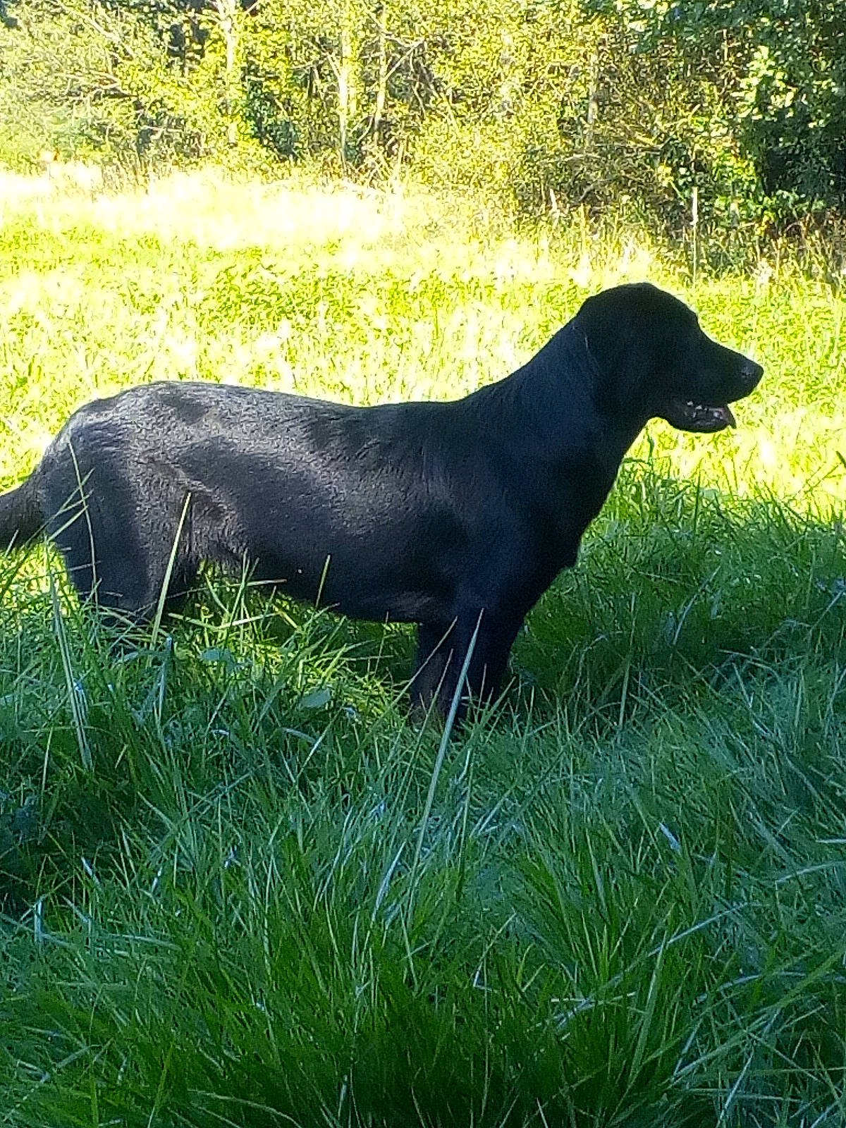 Roxy participe au concours pour gagner de l'argent avec cette photo : canidae, carnivore, dog, dog_breed, flat_coated_retriever, grass, grass_family, hunting_dog, labrador_retriever, mammal, montenegrin_mountain_hound, plant, sporting_group, vertebrate
