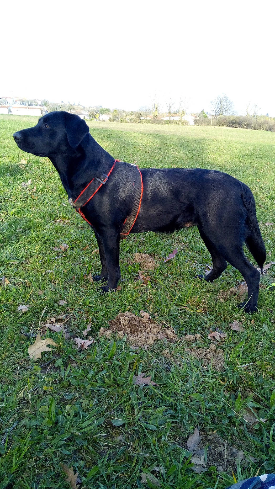 Roxy a rejoint le concours — aidez-le/la à gagner de superbes lots ! borador, canidae, carnivore, collar, companion_dog, dog, dog_breed, dog_collar, dog_supply, grass, guard_dog, gun_dog, leash, pet_supply, plant, sporting_group, tail, tree, working_animal, working_dog