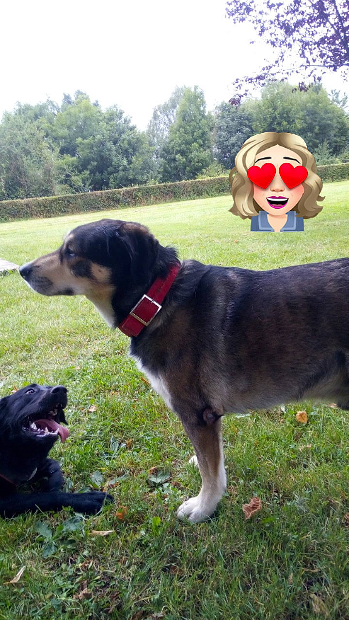 Rex participe au concours pour gagner de l'argent avec cette photo : adventure, canidae, carnivore, dog, dog_breed, hunting_dog, mammal, snout, sporting_group, tail, vertebrate