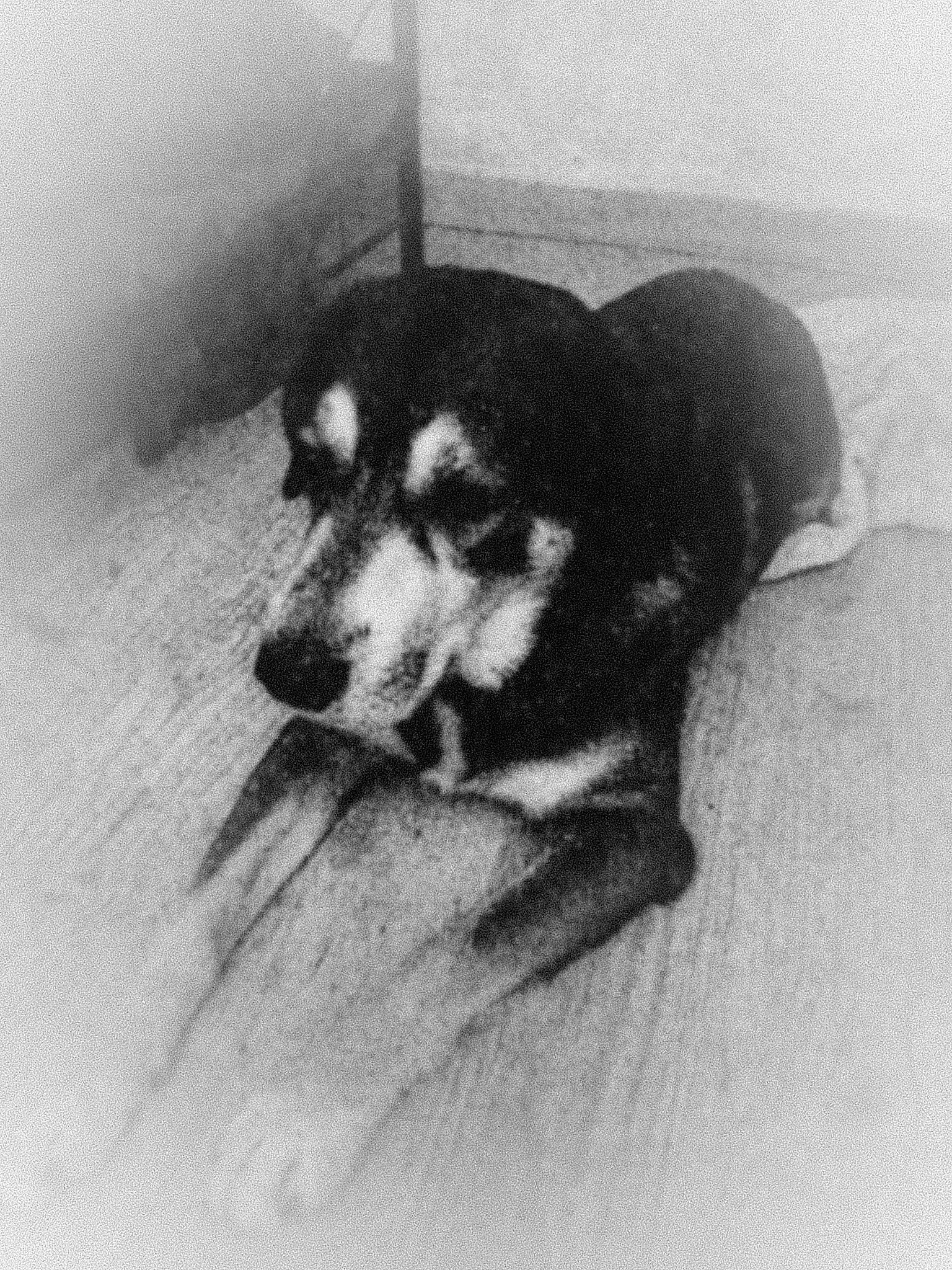 Rex a rejoint le concours — aidez-le/la à gagner de superbes lots ! black_and_white, canidae, carnivore, dog, dog_breed, drawing, nose, puppy, snout, sporting_group