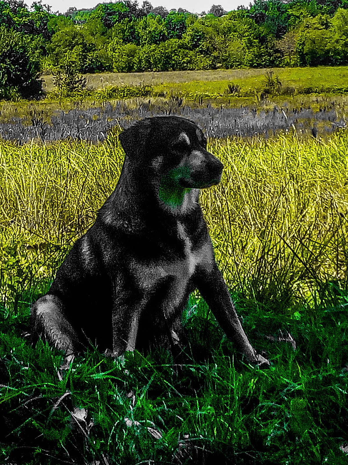 Rex a rejoint le concours — aidez-le/la à gagner de superbes lots ! black_norwegian_elkhound, canidae, carnivore, companion_dog, dog, dog_breed, grass, grass_family, green, guard_dog, labrador_retriever, plant, rare_breed_dog, shrub, sporting_group