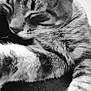 cat, tabby, close_up, black_and_white, sleeping, relaxed, fur, whiskers, pet, animal, cute, cozy, mammal, indoor, domestic, feline, resting, soft_texture, peaceful, portrait